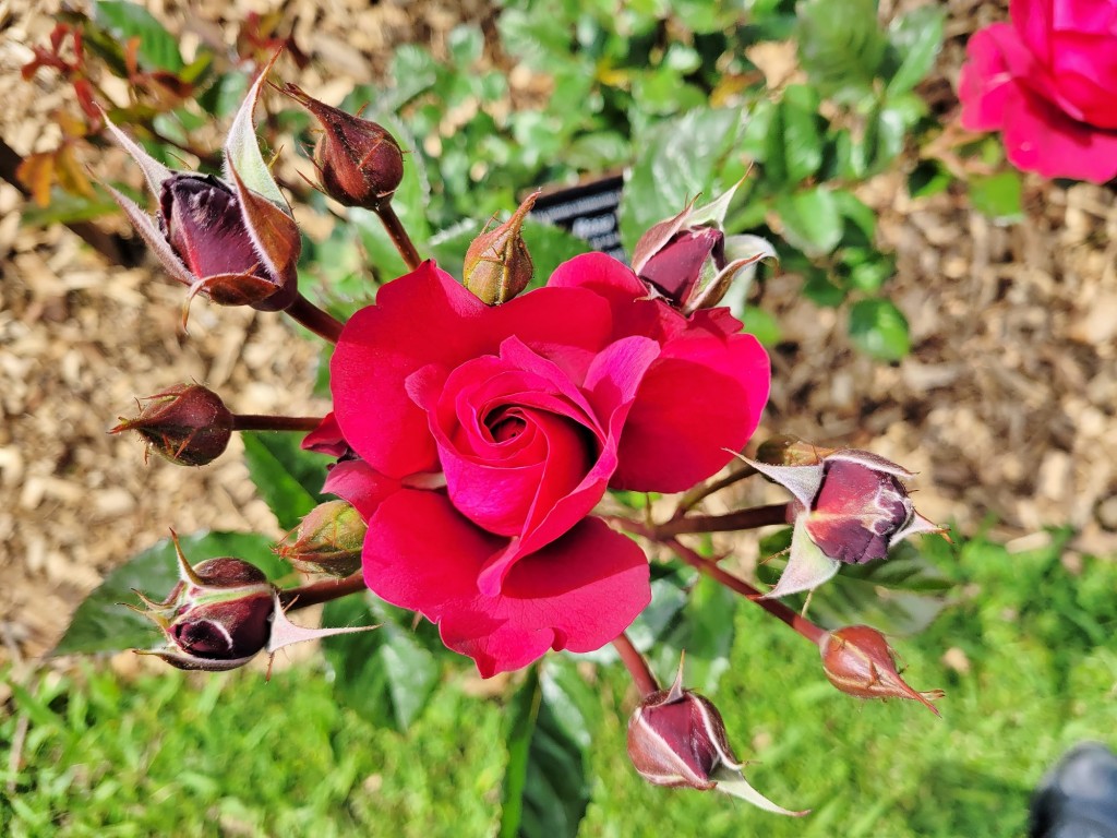 Foto: Concurso de rosas - Barcelona (Cataluña), España