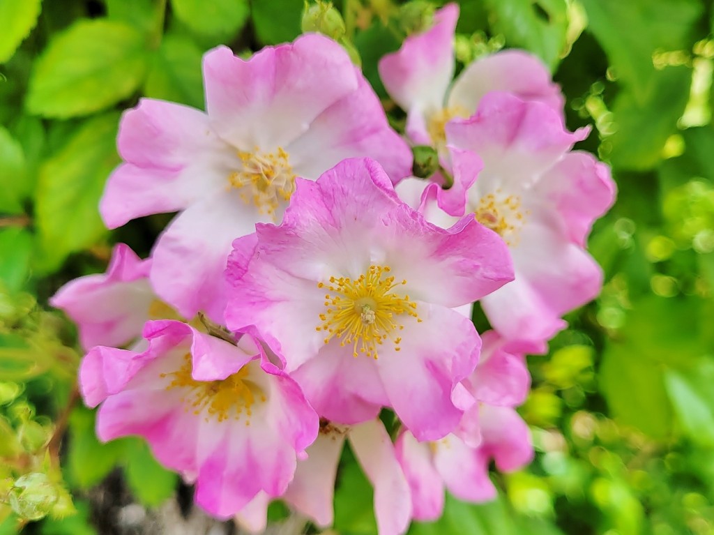 Foto: Concurso de rosas - Barcelona (Cataluña), España