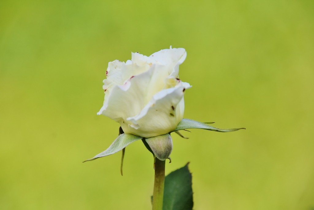 Foto: Concurso de rosas - Barcelona (Cataluña), España