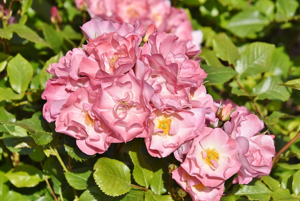 Foto: Concurso de rosas - Barcelona (Cataluña), España