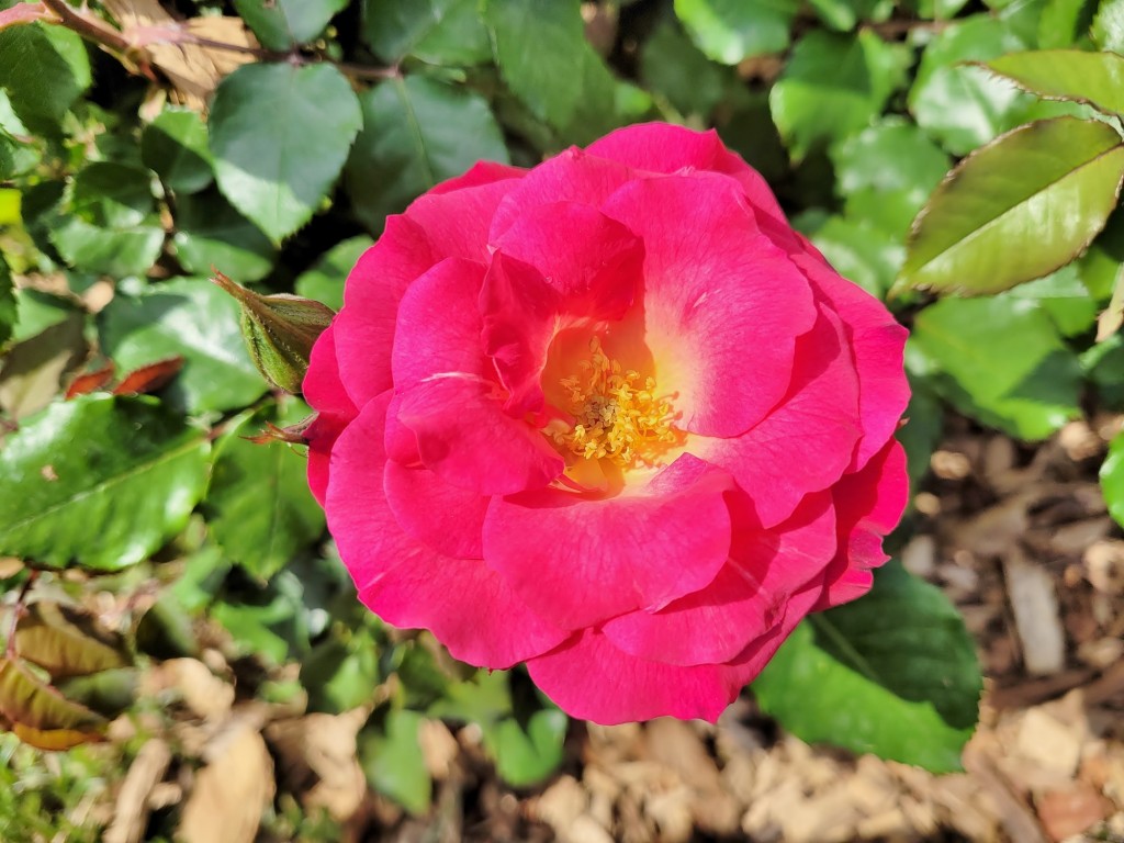 Foto: Concurso de rosas - Barcelona (Cataluña), España