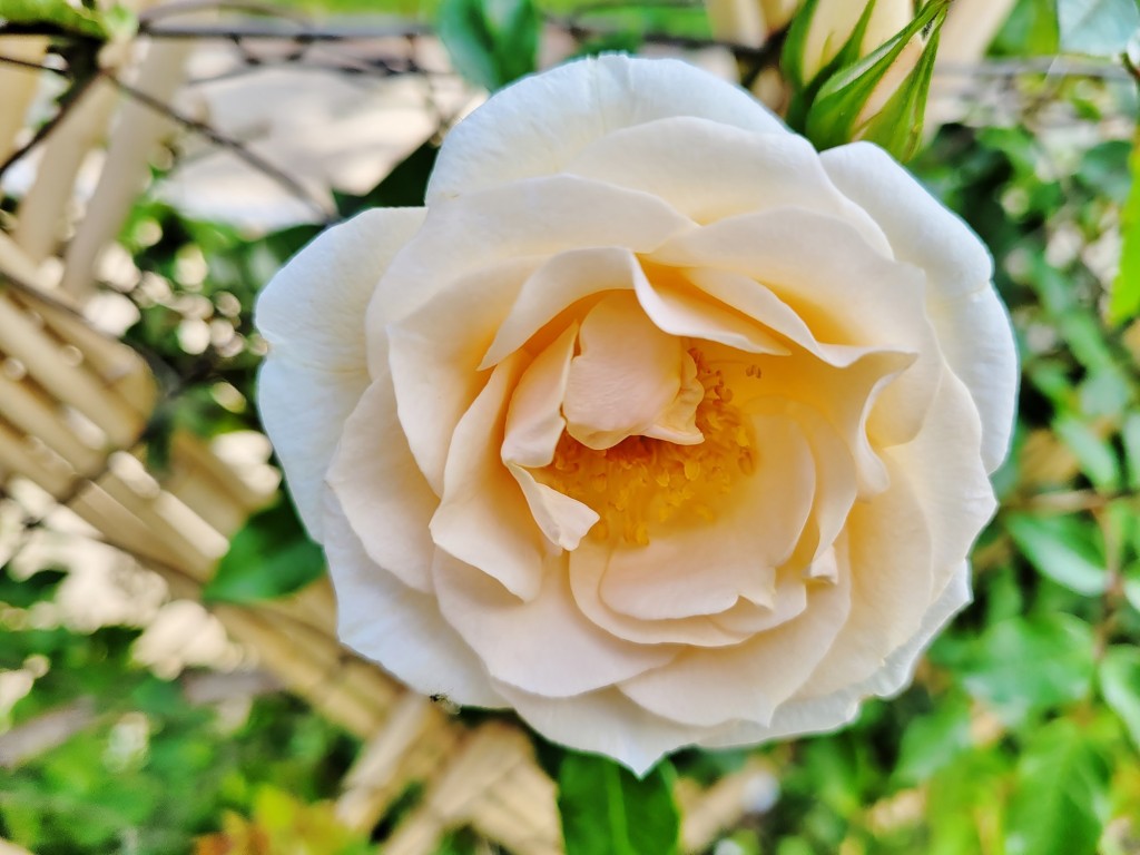 Foto: Concurso de rosas - Barcelona (Cataluña), España