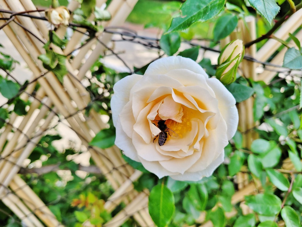 Foto: Concurso de rosas - Barcelona (Cataluña), España