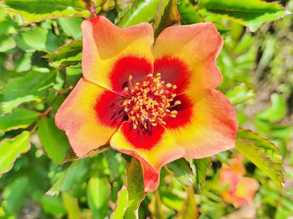 Foto: Concurso de rosas - Barcelona (Cataluña), España