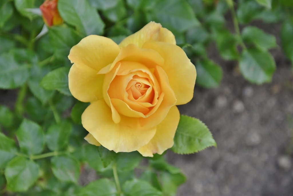 Foto: Concurso de rosas - Barcelona (Cataluña), España