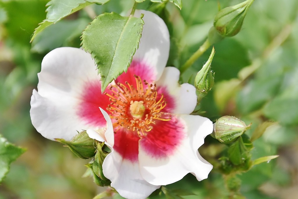 Foto: Concurso de rosas - Barcelona (Cataluña), España