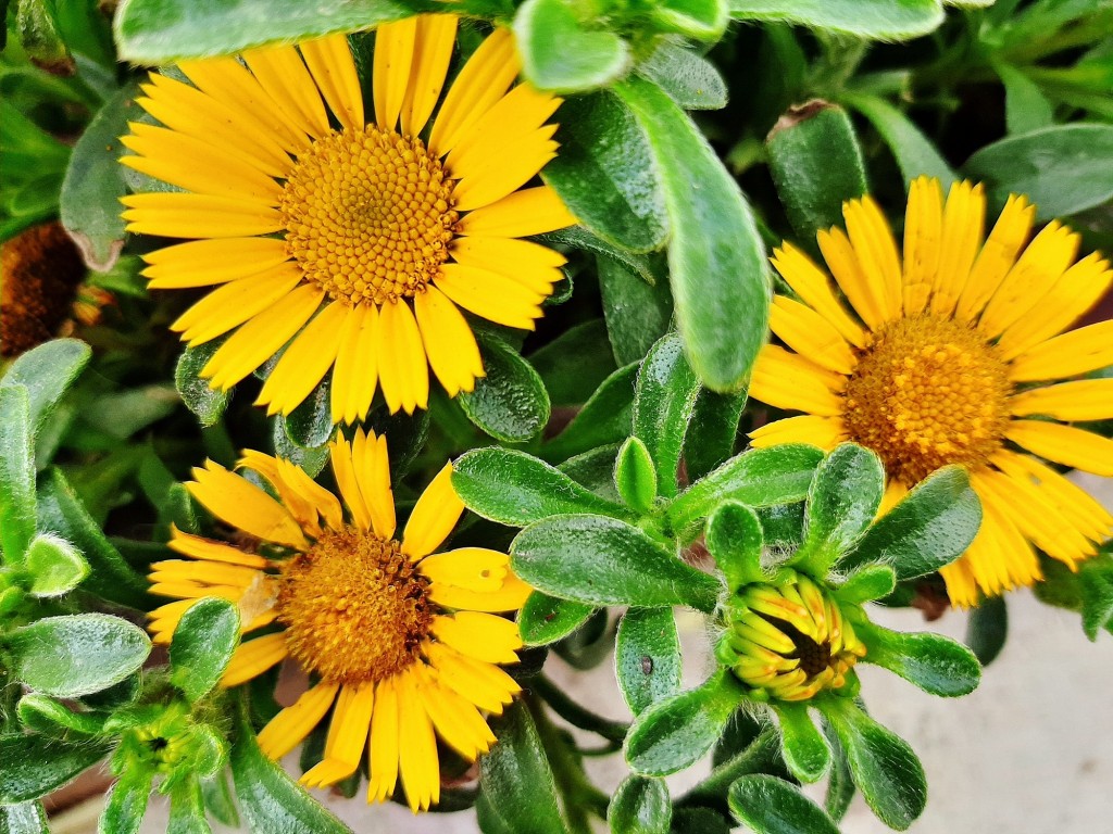 Foto: Flor en la ciudad - Barcelona (Cataluña), España