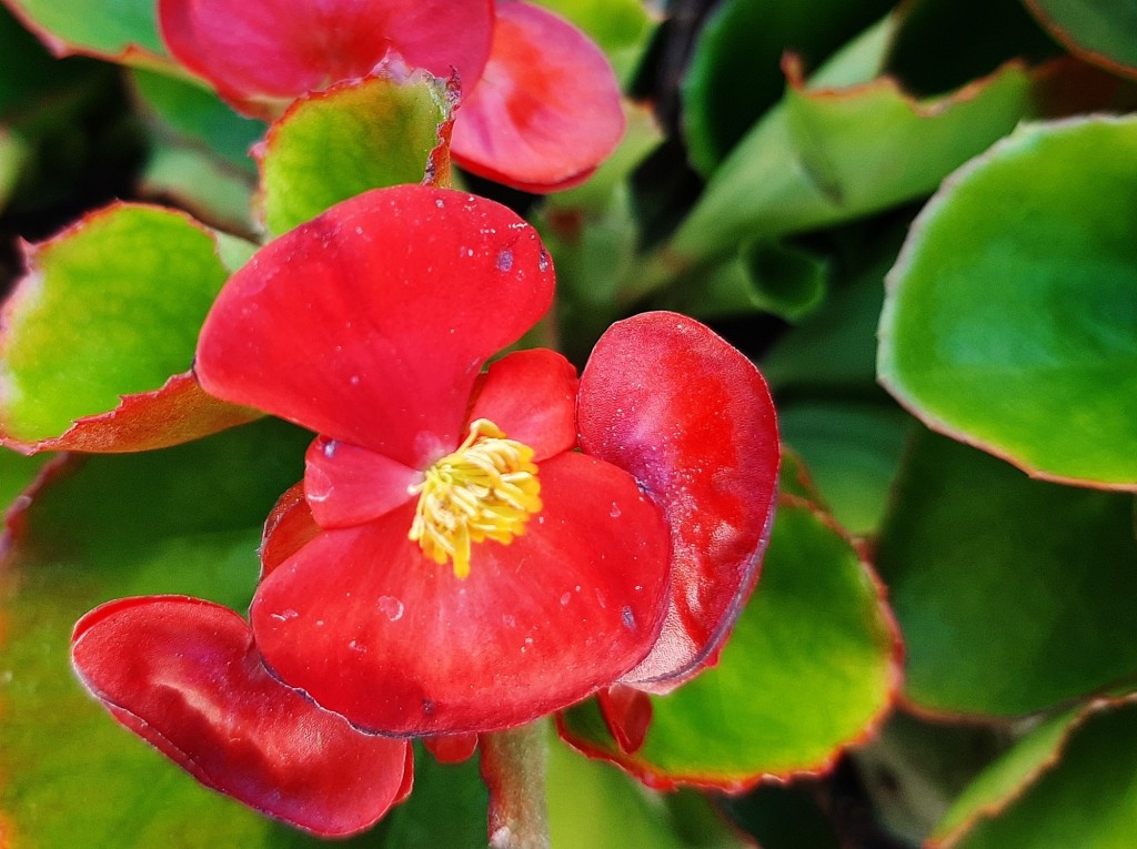 Foto: Flor en la ciudad - Barcelona (Cataluña), España