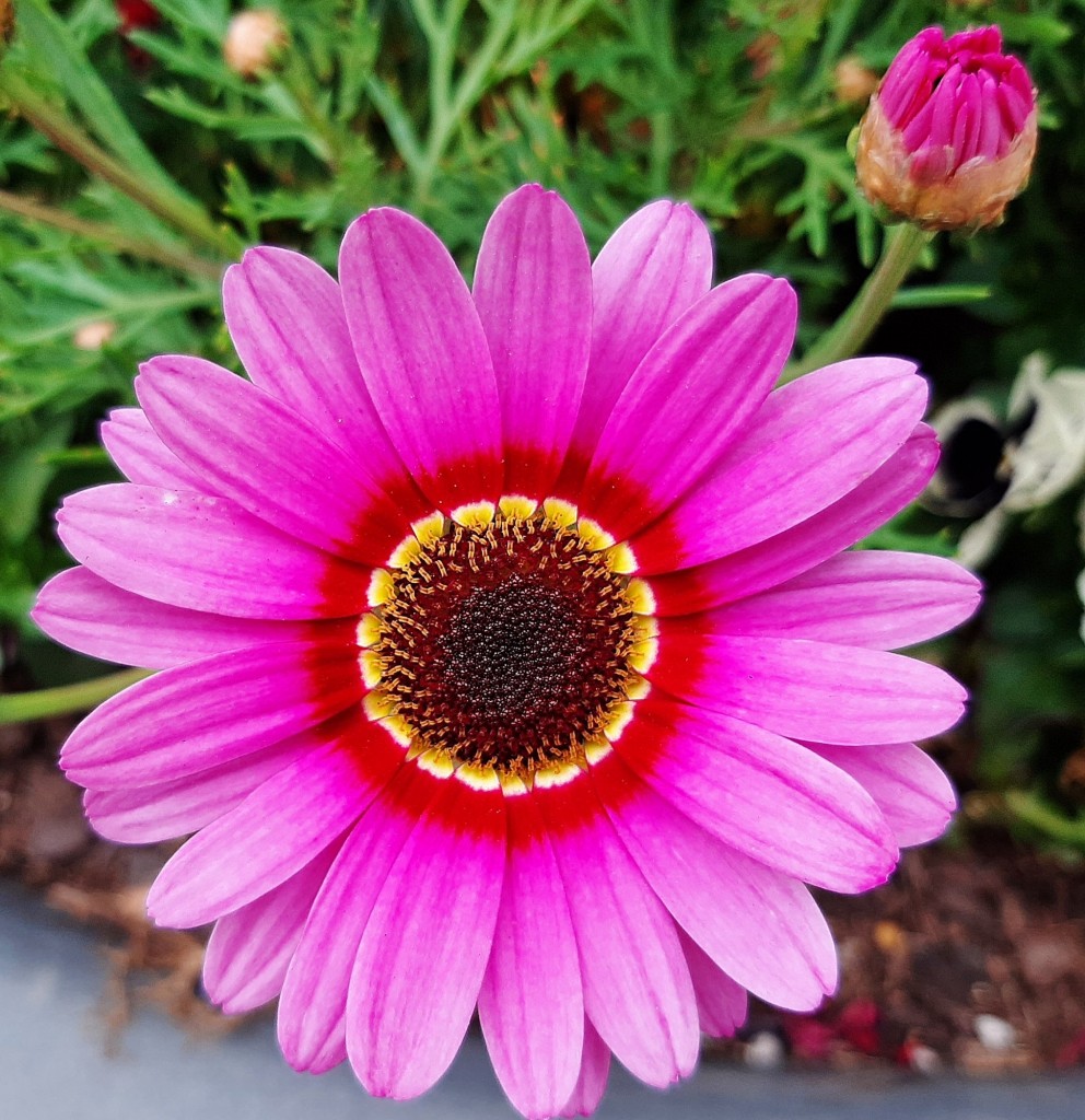 Foto: Flor en la ciudad - Barcelona (Cataluña), España