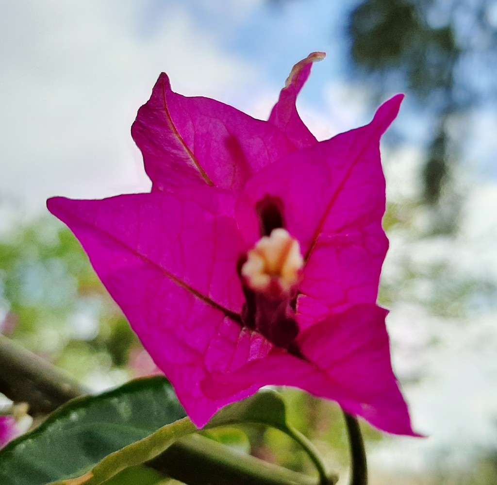 Foto: Flor en la ciudad - Barcelona (Cataluña), España