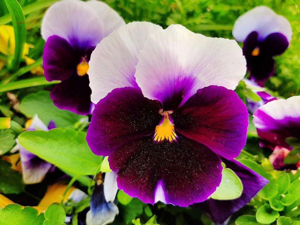 Foto: Flor en la ciudad - Barcelona (Cataluña), España