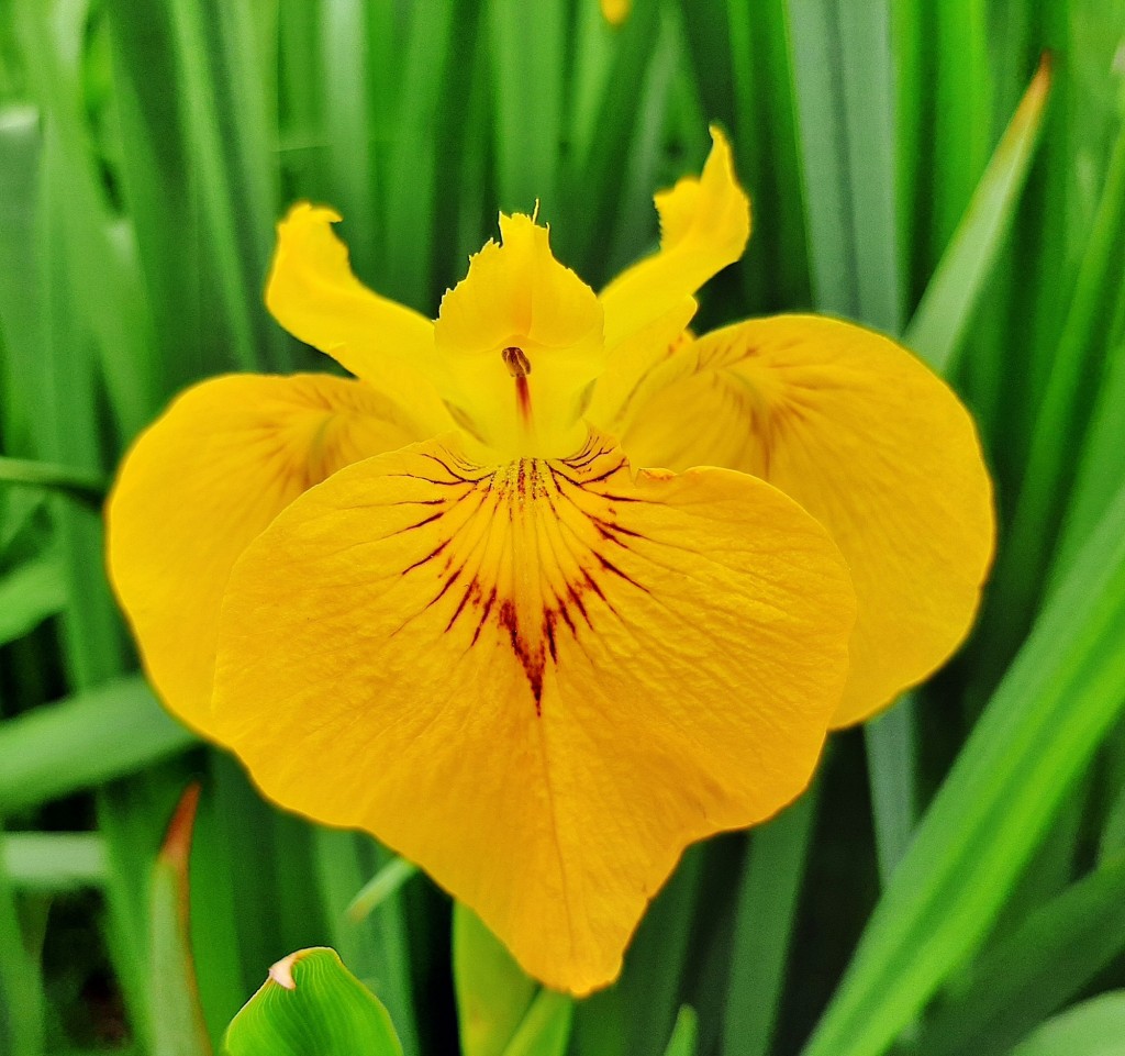 Foto: Flor en la ciudad - Barcelona (Cataluña), España