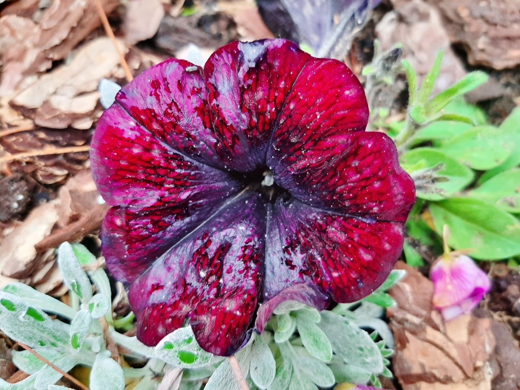 Foto: Flor en la ciudad - Barcelona (Cataluña), España