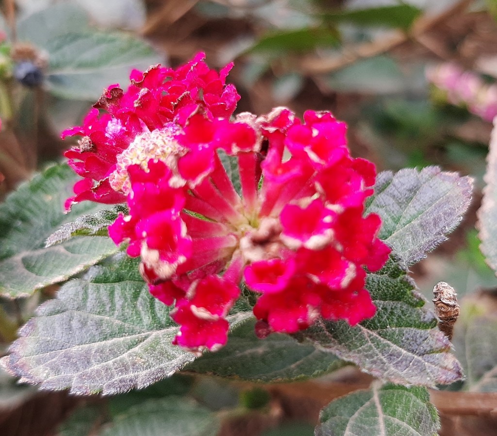 Foto: Flor en la ciudad - Barcelona (Cataluña), España