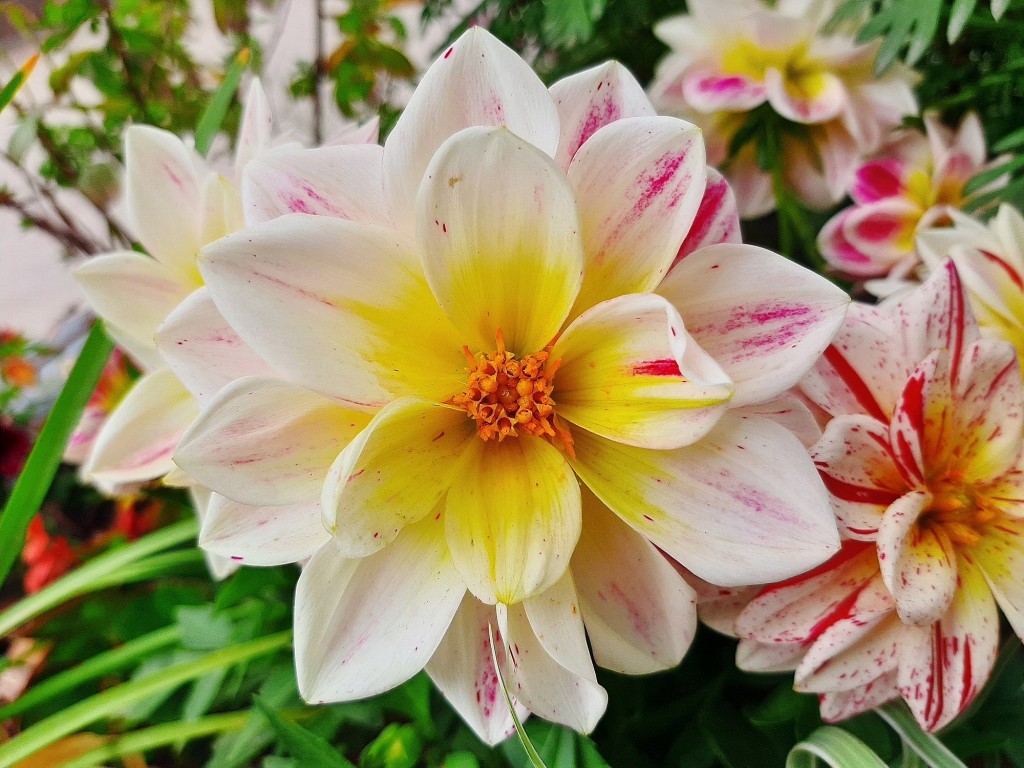 Foto: Flor en la ciudad - Barcelona (Cataluña), España