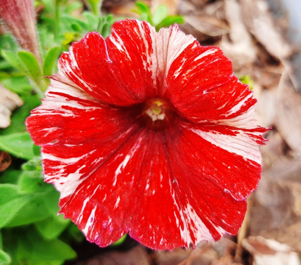 Foto: Flor en la ciudad - Barcelona (Cataluña), España