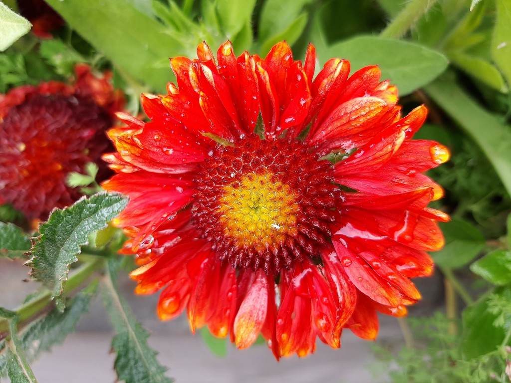 Foto: Flor en la ciudad - Barcelona (Cataluña), España