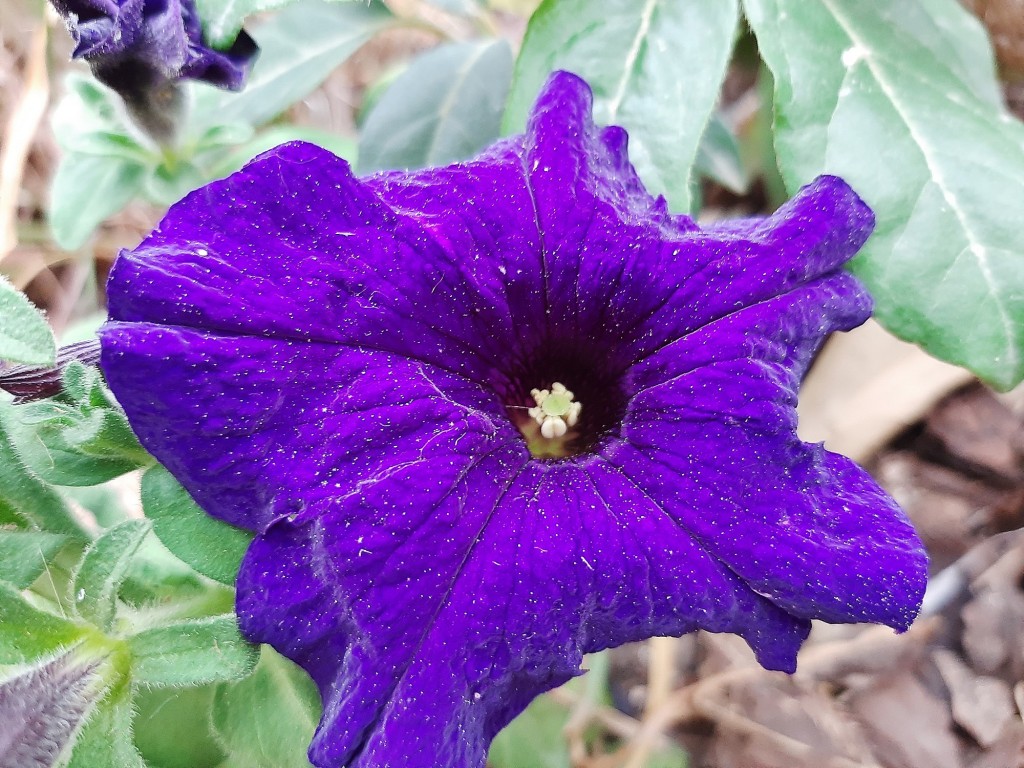 Foto: Flor en la ciudad - Barcelona (Cataluña), España