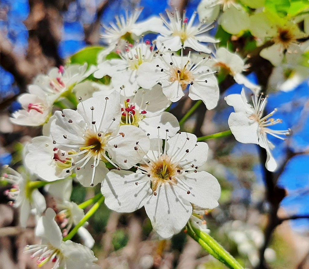 Foto: Flor en la ciudad - Barcelona (Cataluña), España