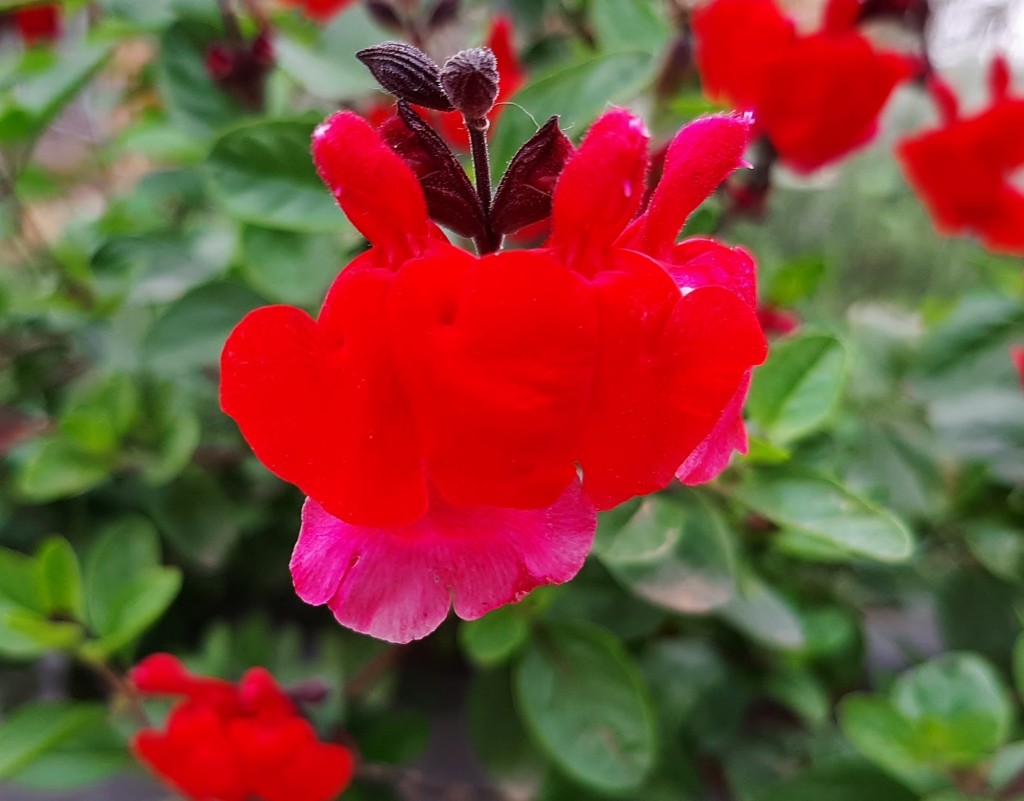 Foto: Flor en la ciudad - Barcelona (Cataluña), España