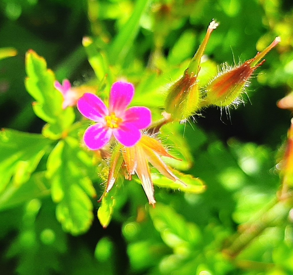 Foto: Flor en la ciudad - Barcelona (Cataluña), España