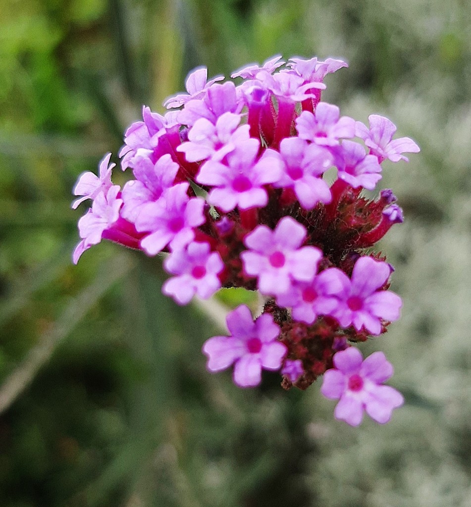 Foto: Flor en la ciudad - Barcelona (Cataluña), España