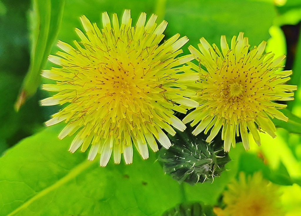 Foto: Flor en la ciudad - Barcelona (Cataluña), España