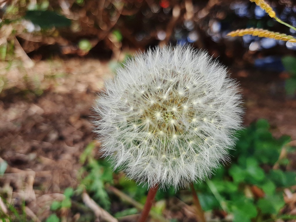 Foto: Flor en la ciudad - Barcelona (Cataluña), España