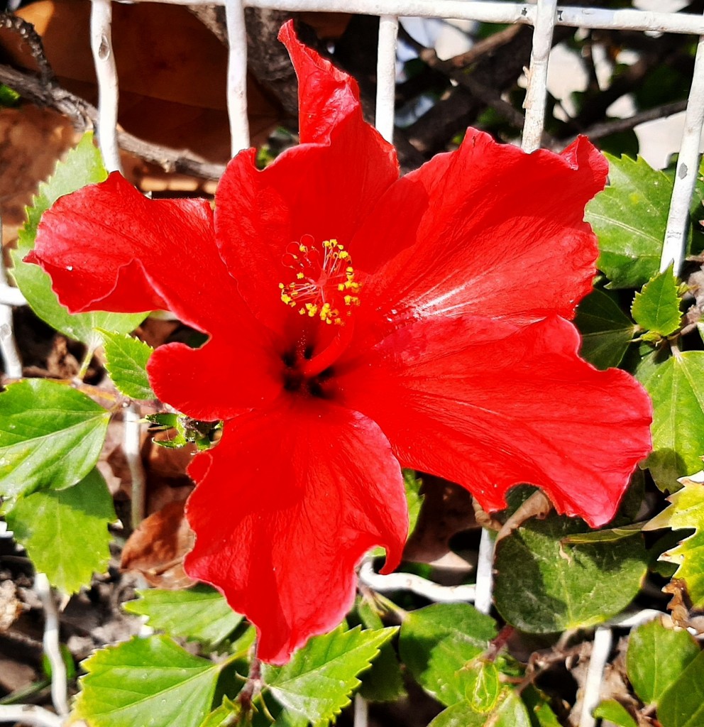 Foto: Flor en la ciudad - Barcelona (Cataluña), España