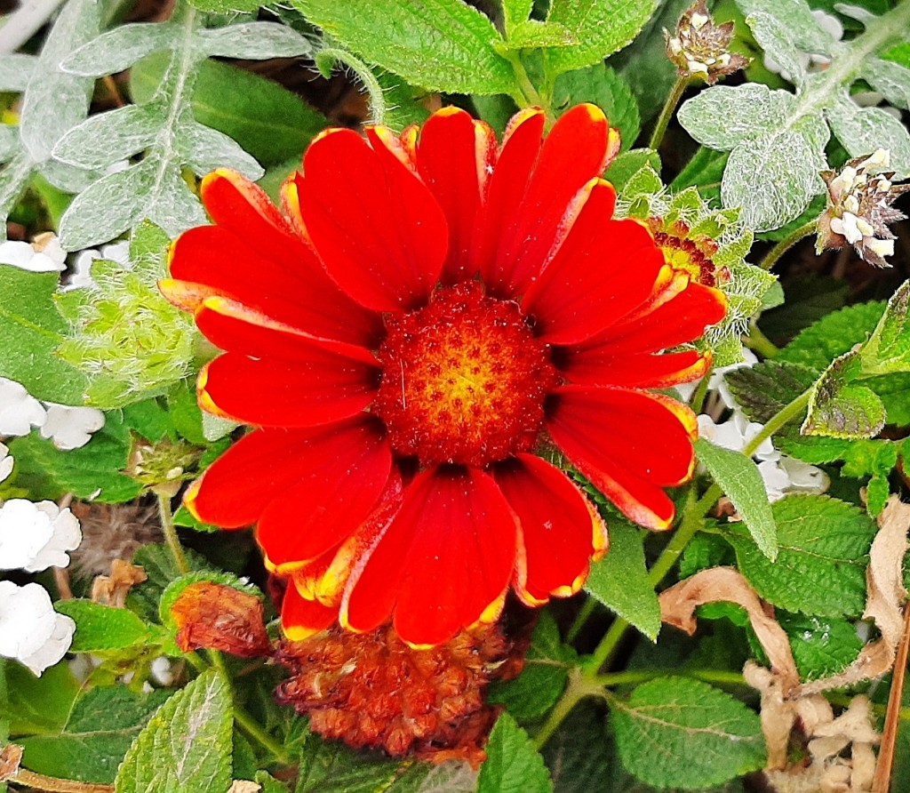 Foto: Flor en la ciudad - Barcelona (Cataluña), España