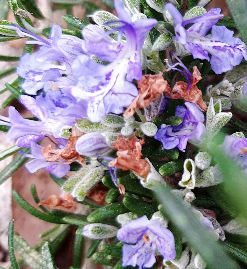 Foto: Flor en la ciudad - Barcelona (Cataluña), España