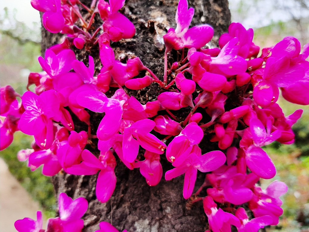 Foto: Flor en la ciudad - Barcelona (Cataluña), España