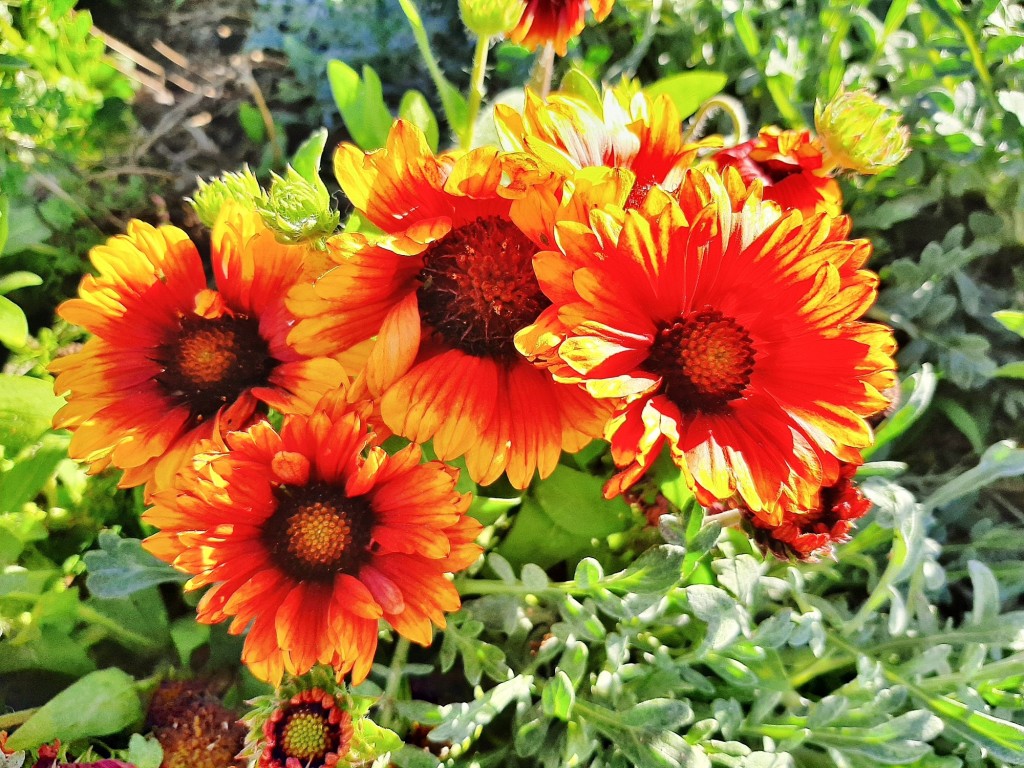 Foto: Flor en la ciudad - Barcelona (Cataluña), España