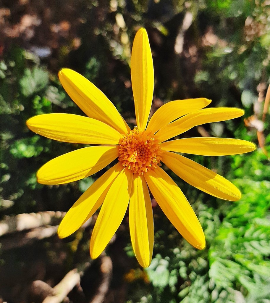 Foto: Flor en la ciudad - Barcelona (Cataluña), España