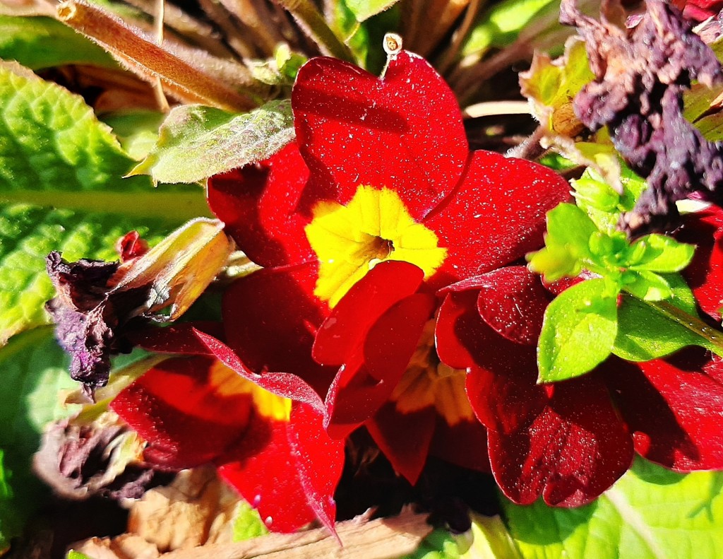 Foto: Flor en la ciudad - Barcelona (Cataluña), España