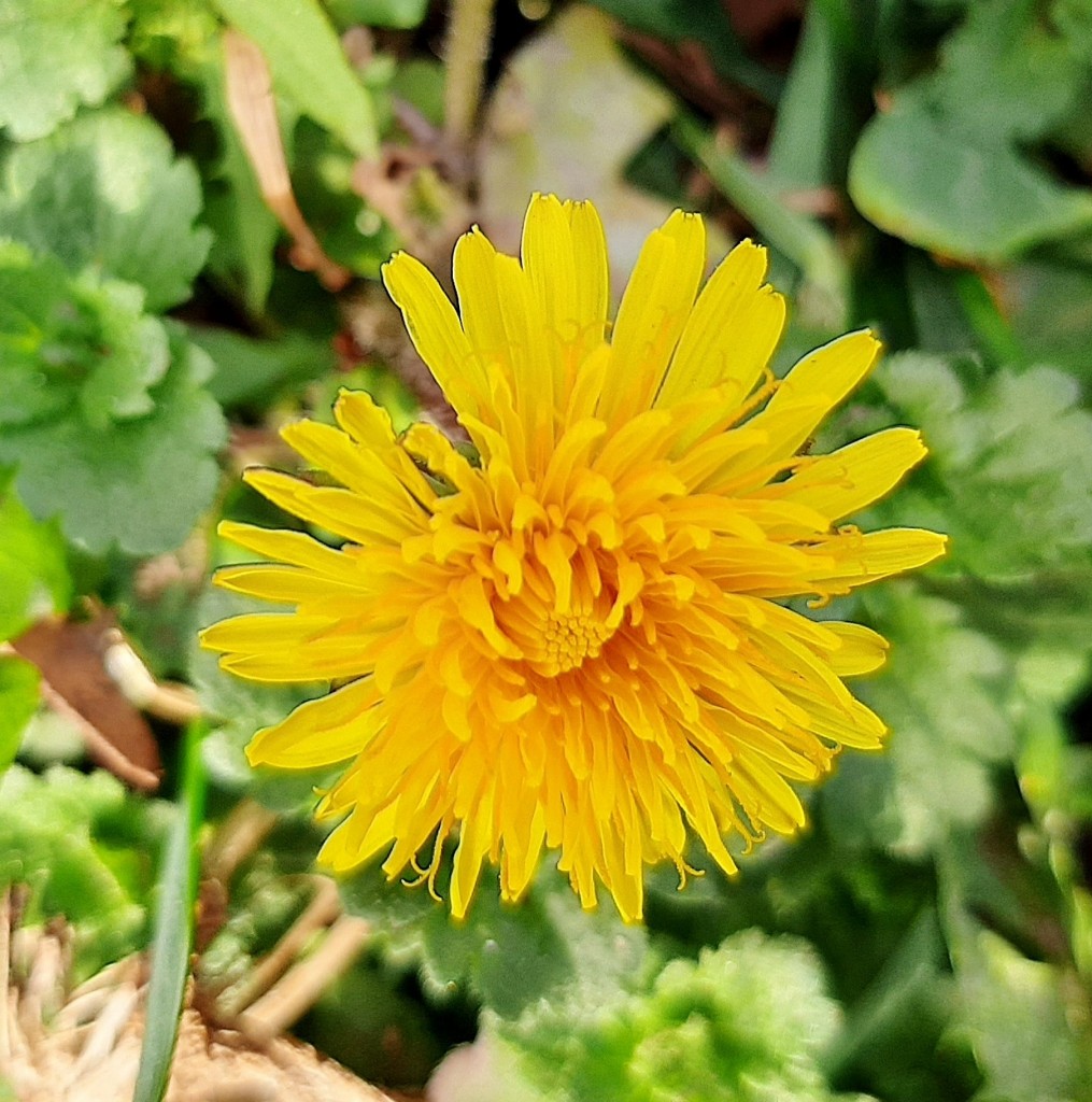 Foto: Flor en la ciudad - Barcelona (Cataluña), España