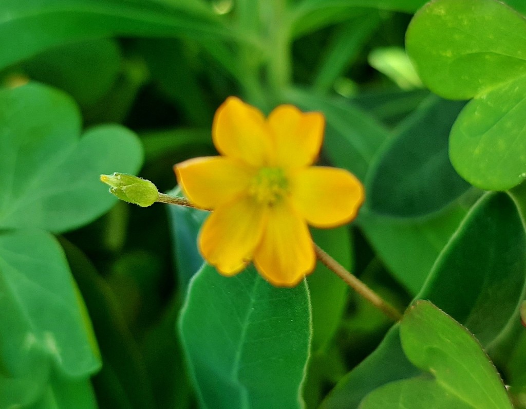 Foto: Flor en la ciudad - Barcelona (Cataluña), España