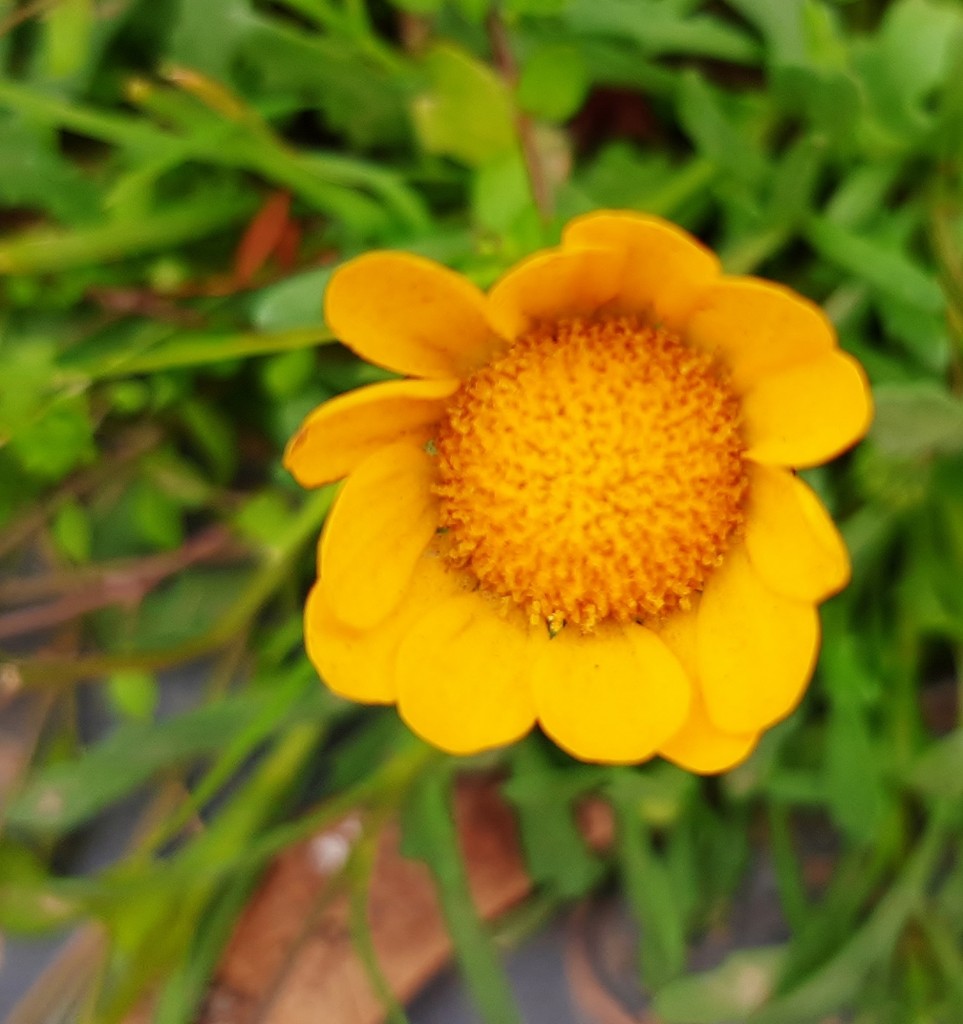 Foto: Flor en la ciudad - Barcelona (Cataluña), España