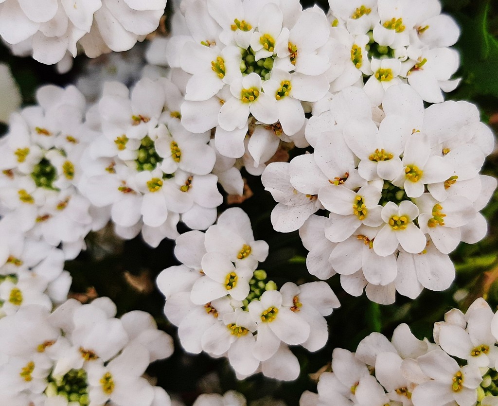 Foto: Flor en la ciudad - Barcelona (Cataluña), España