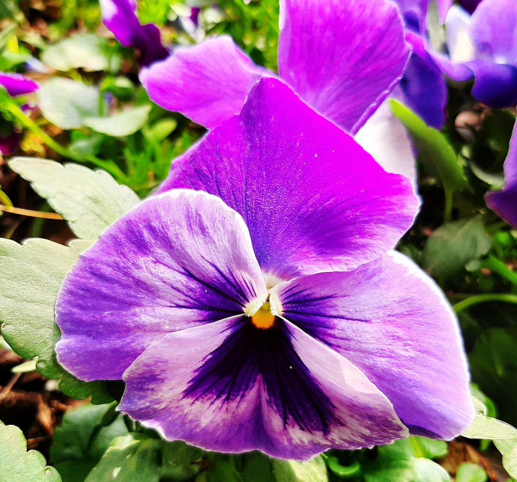 Foto: Flor en la ciudad - Barcelona (Cataluña), España