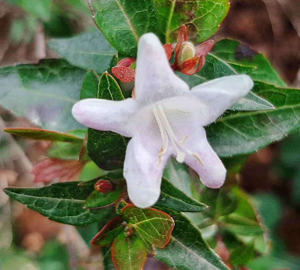 Foto: Flor en la ciudad - Barcelona (Cataluña), España