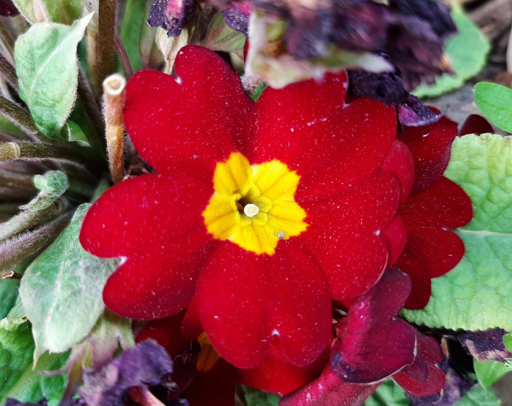 Foto: Flor en la ciudad - Barcelona (Cataluña), España