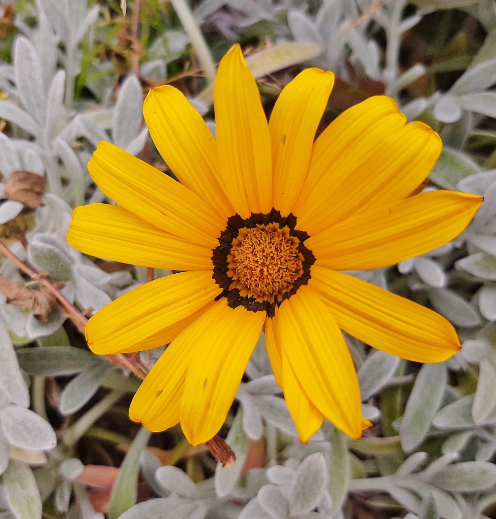 Foto: Flor en la ciudad - Barcelona (Cataluña), España