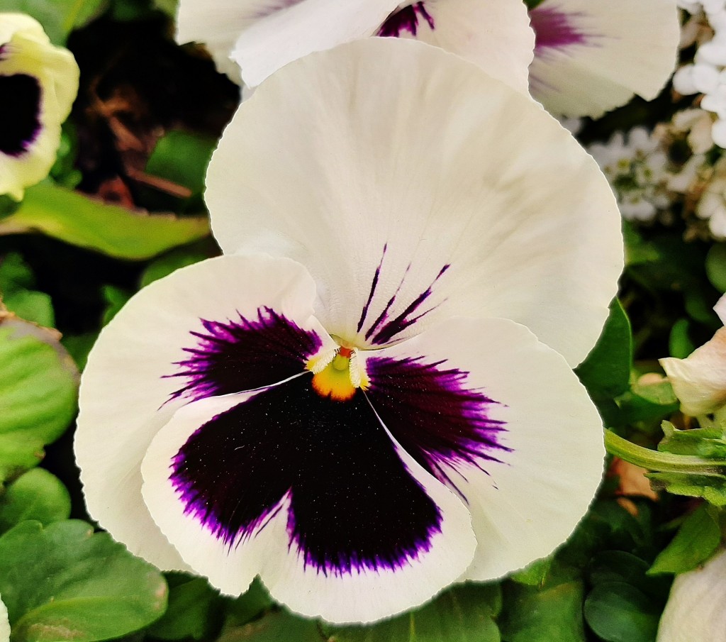 Foto: Flor en la ciudad - Barcelona (Cataluña), España