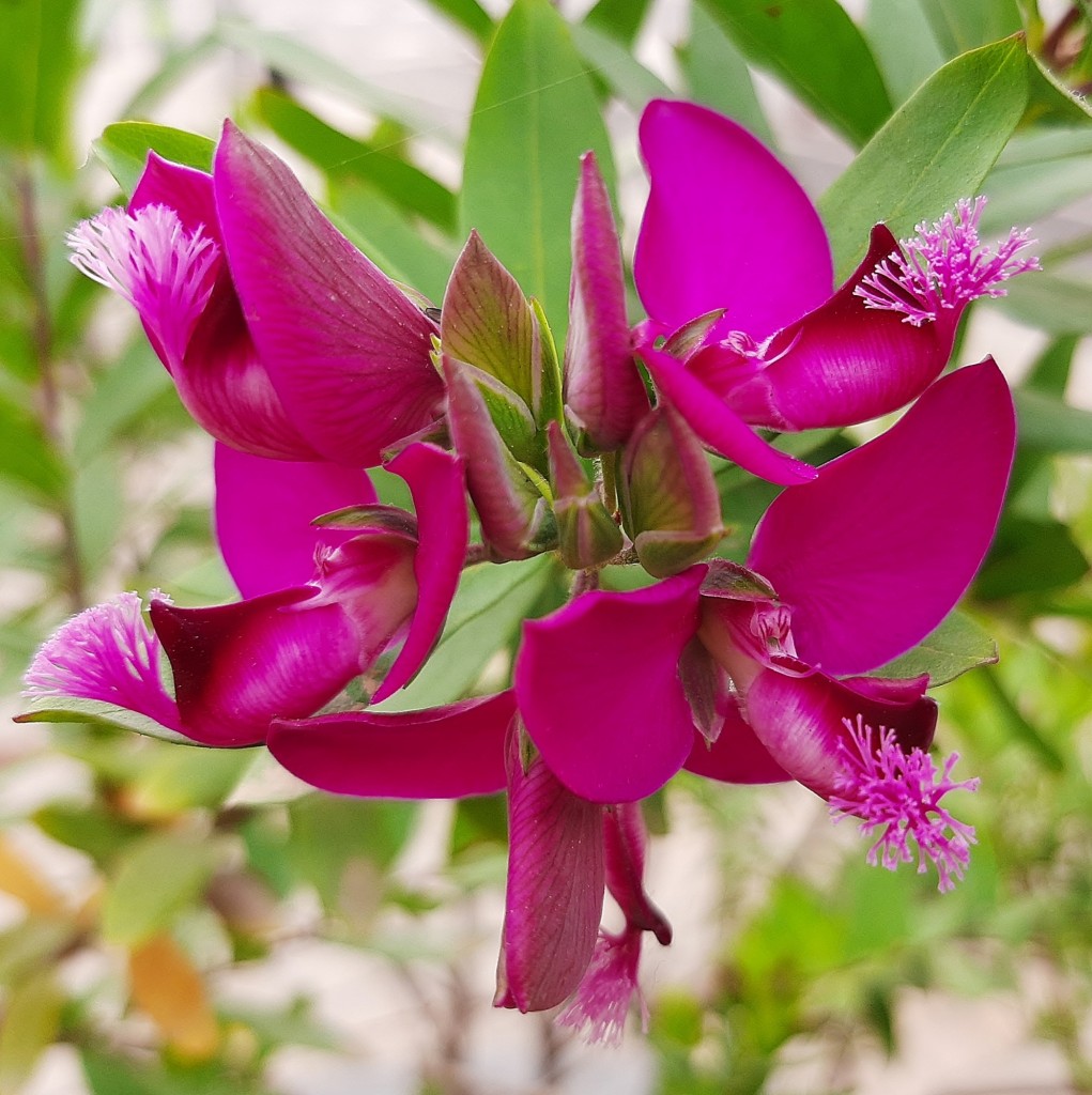 Foto: Flor en la ciudad - Barcelona (Cataluña), España