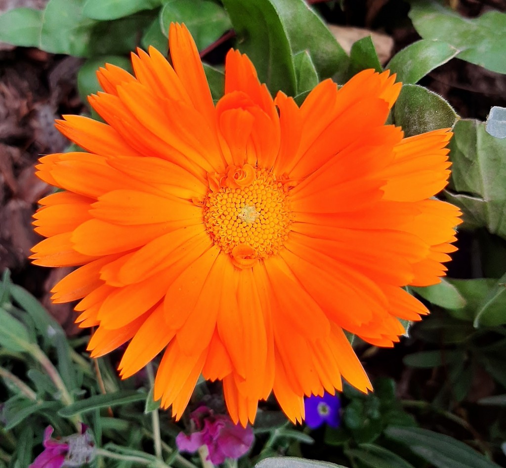 Foto: Flor en la ciudad - Barcelona (Cataluña), España