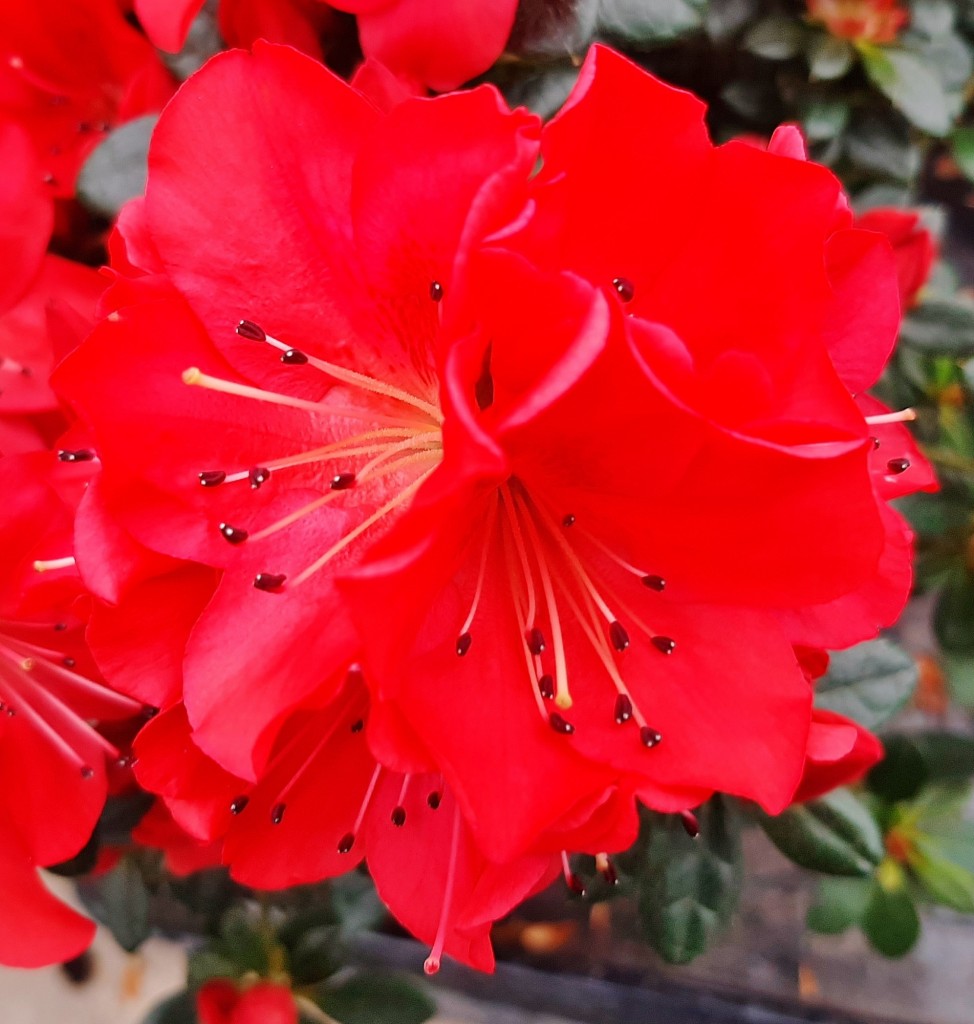 Foto: Flor en la ciudad - Barcelona (Cataluña), España