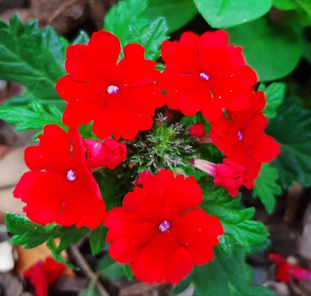 Foto: Flor en la ciudad - Barcelona (Cataluña), España