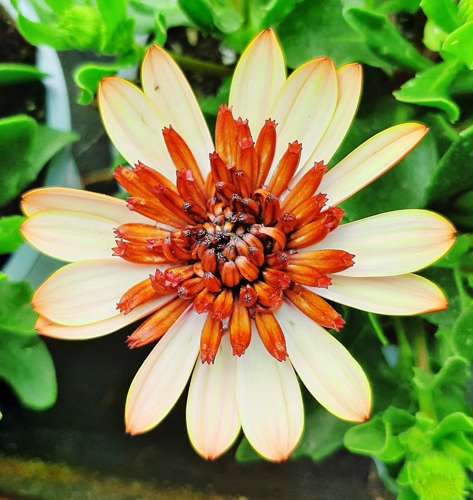 Foto: Flor en la ciudad - Barcelona (Cataluña), España