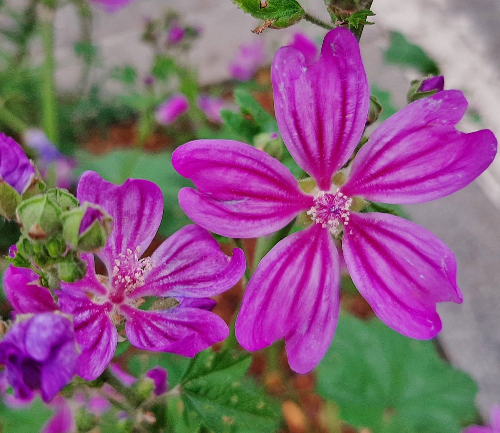 Foto: Flor en la ciudad - Barcelona (Cataluña), España